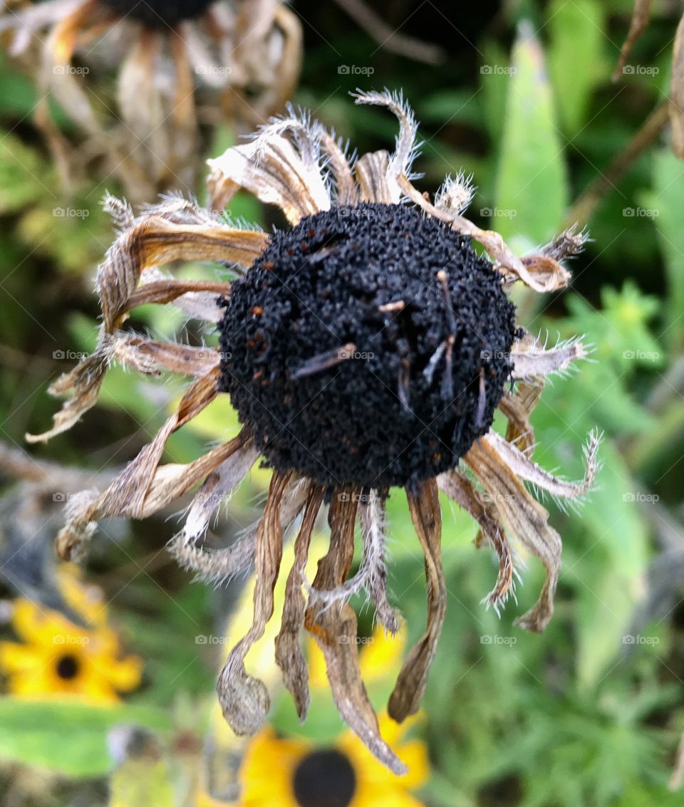 Dying flower 