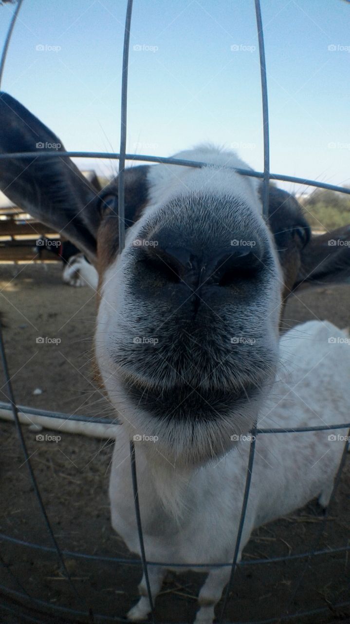 farm day with goats