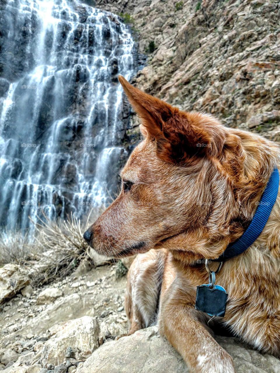 Red wheeler dog by waterfall