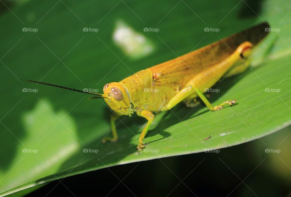 Grasshopper. Long - horned grasshopper. Beauty silent to perch for the green leafe at side of river.