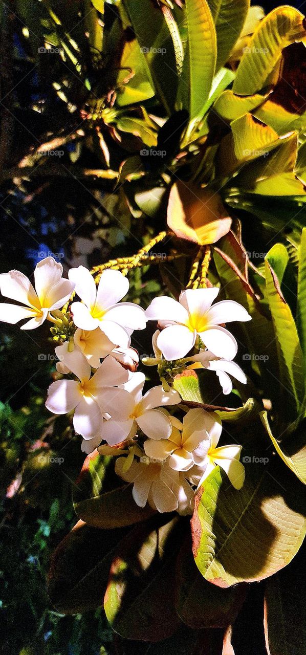 Fresh feel ! Fresh move ! Blossom like flower