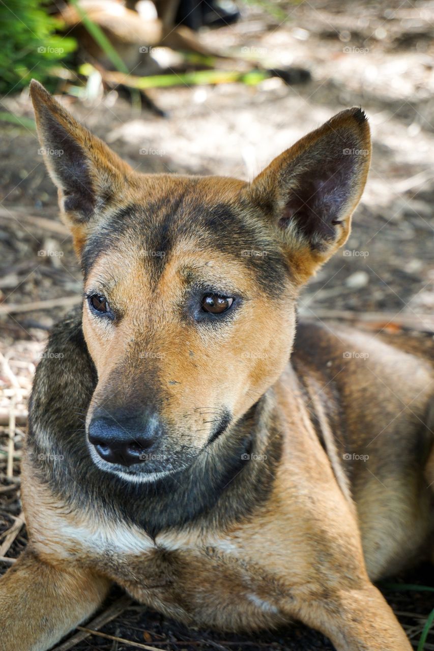 Close up cute dog in nature garden