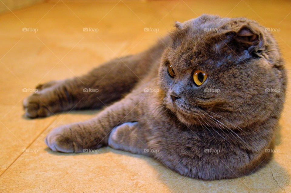 Close-up of domestic cat