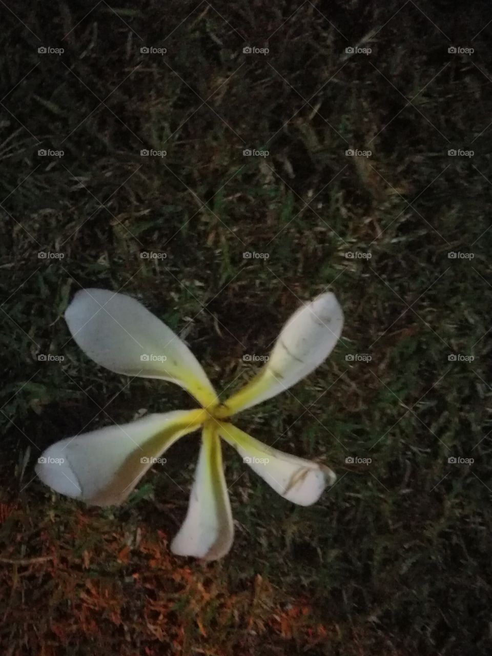 flower on the ground