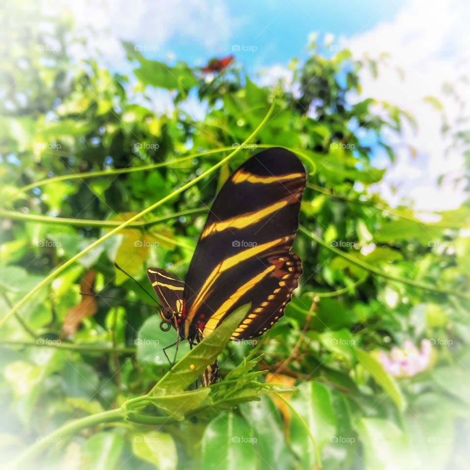 Close-up of butterfly