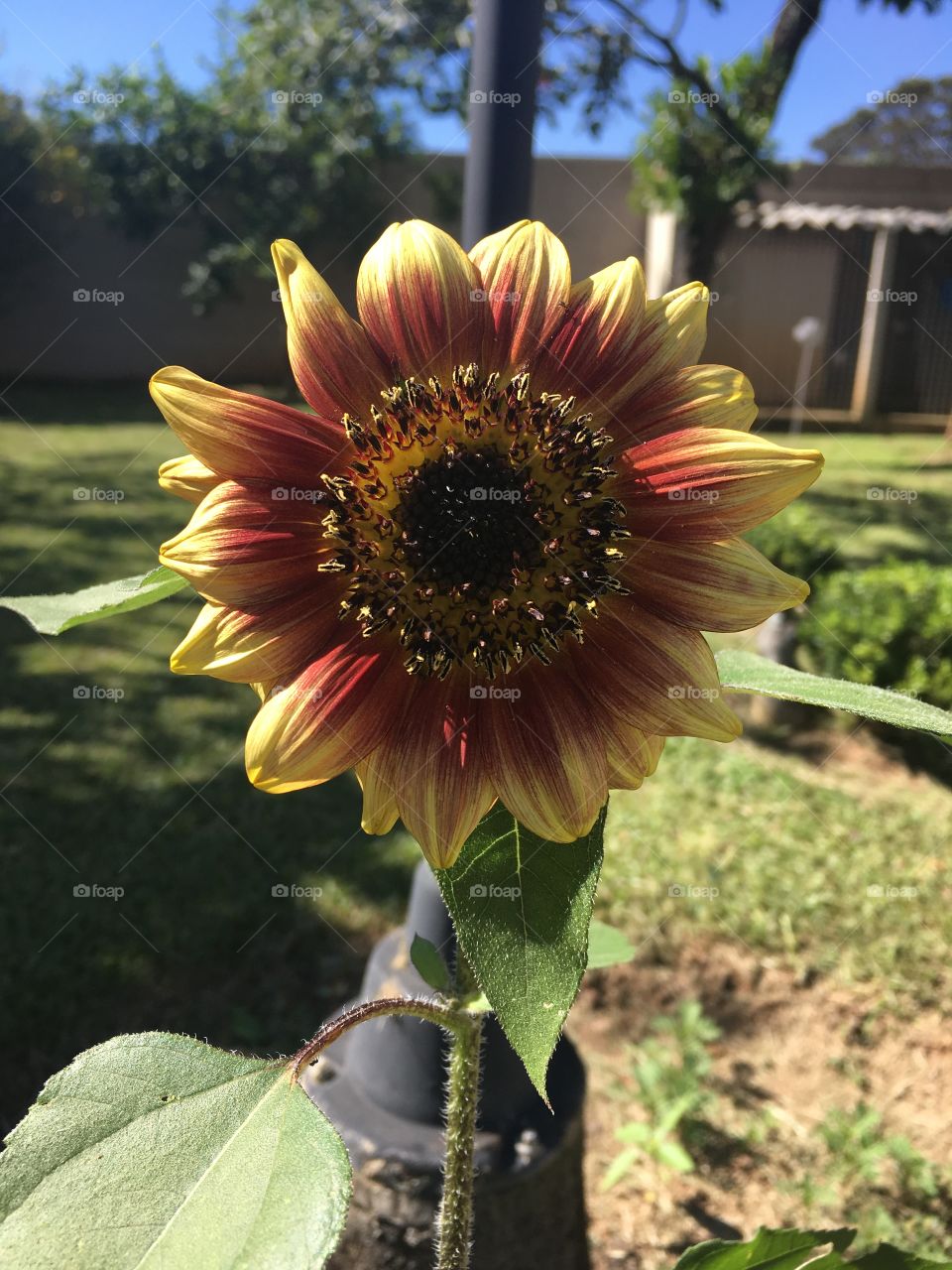 Nosso #girassol da noite embelezando a manhã!
🌻
#flores
#natureza
#jardinagem
#paisagem