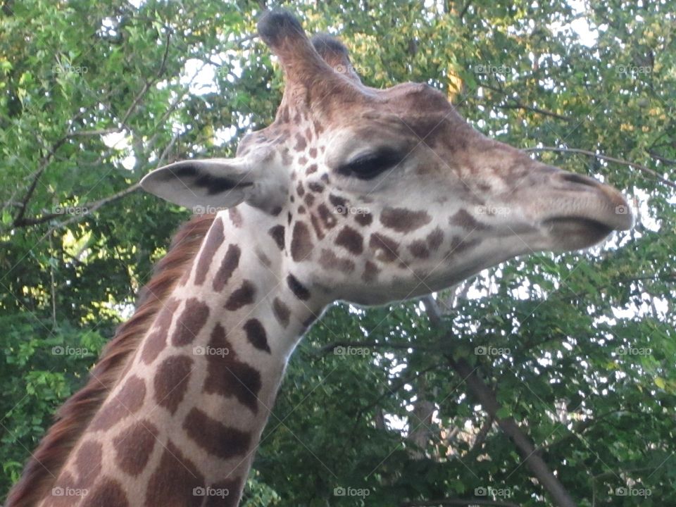 giraffe