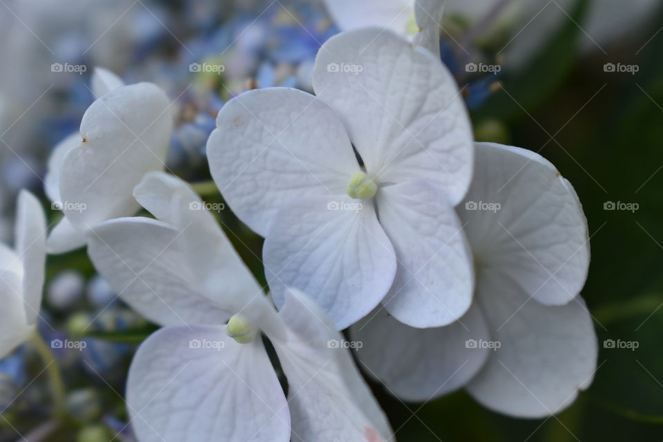 white hydrangea flower