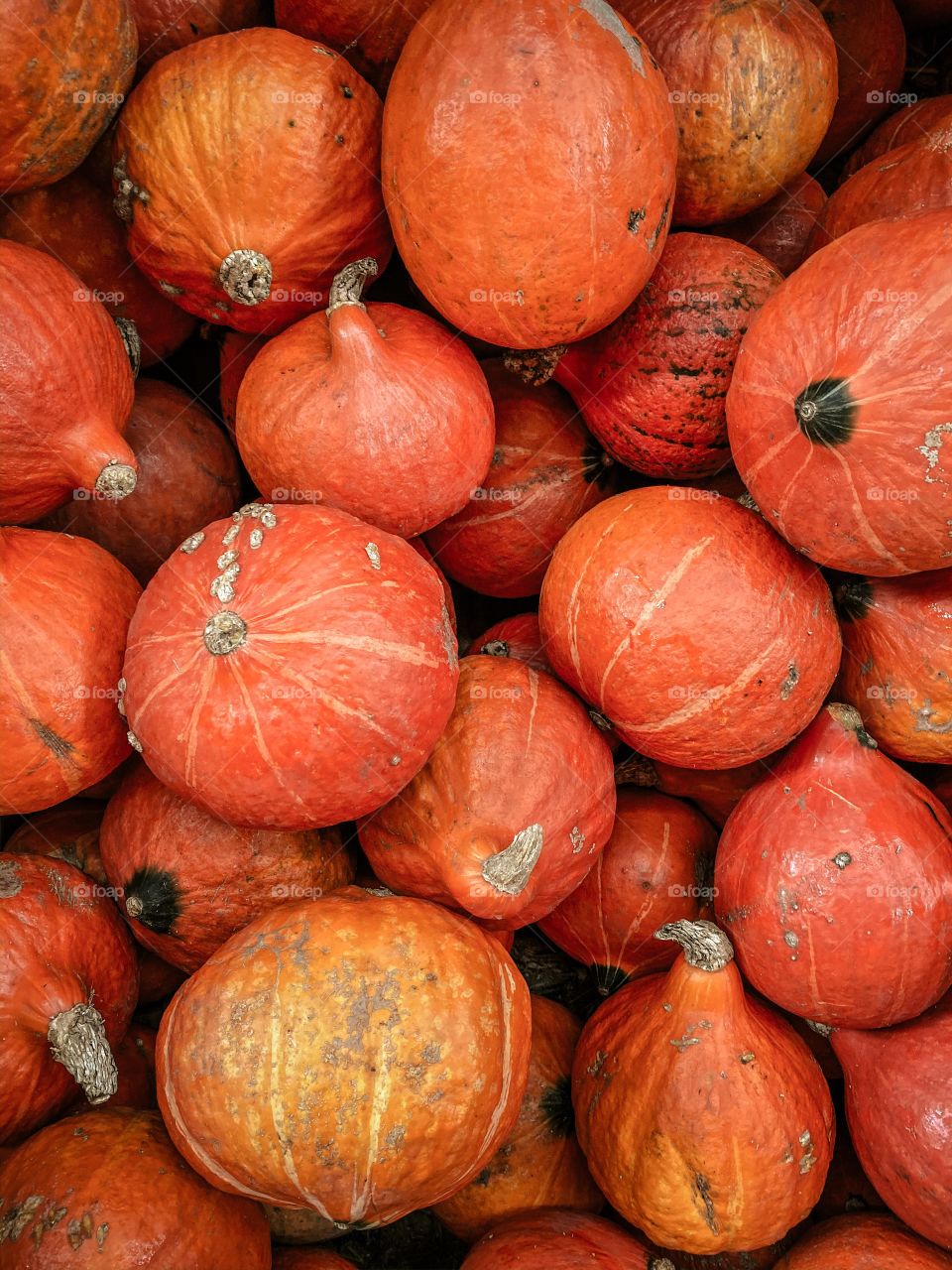 Pumpkins