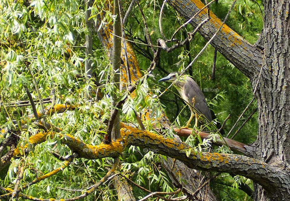 Ojo que te veo
Eye that I see you