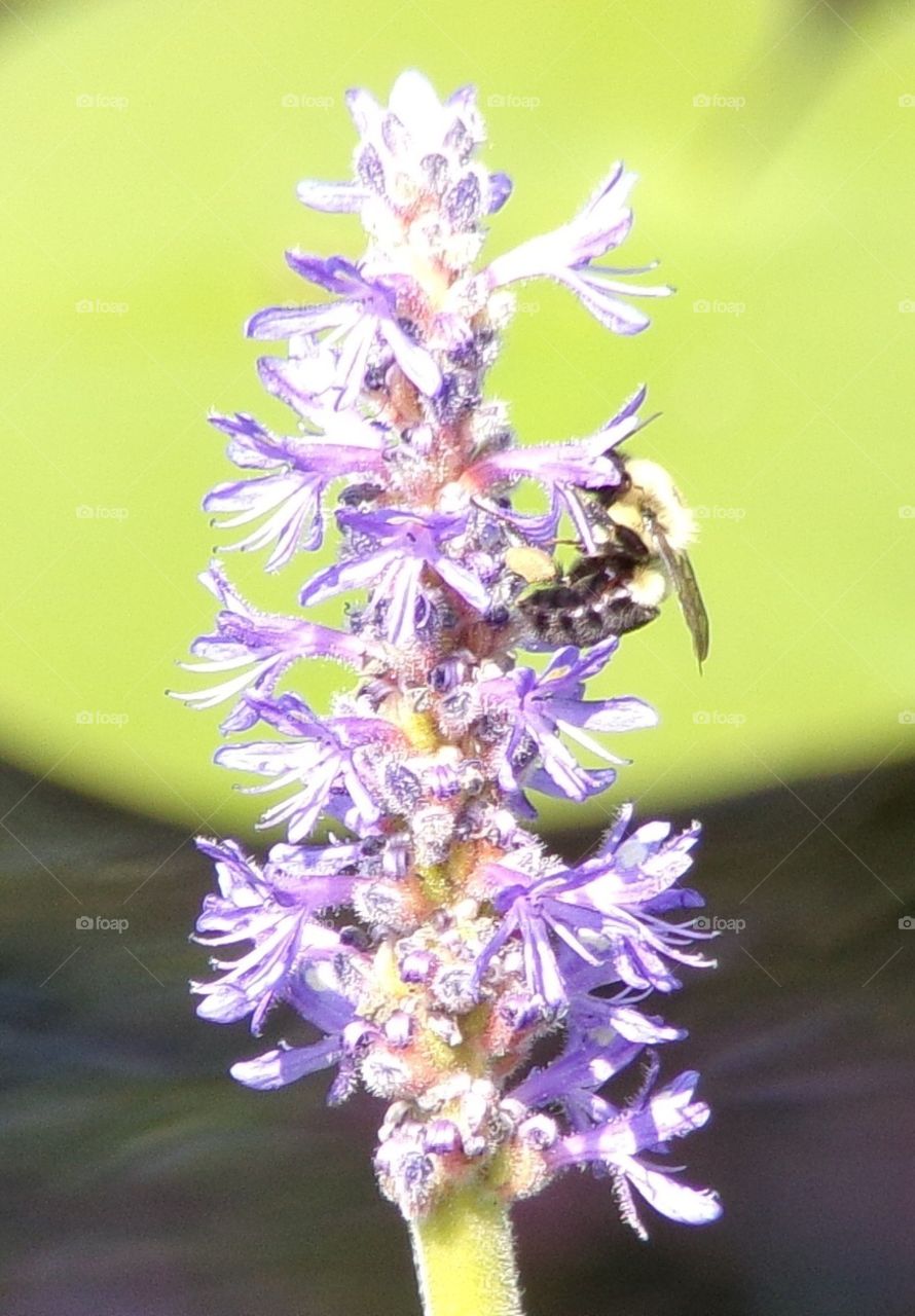 Beautiful purple flower with bumblebee 