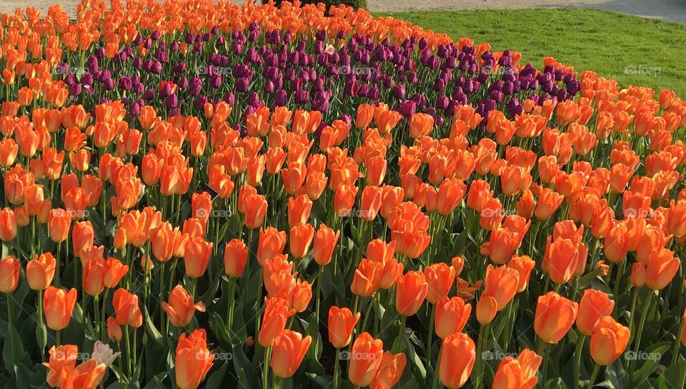 Orange and pink tulip flower field