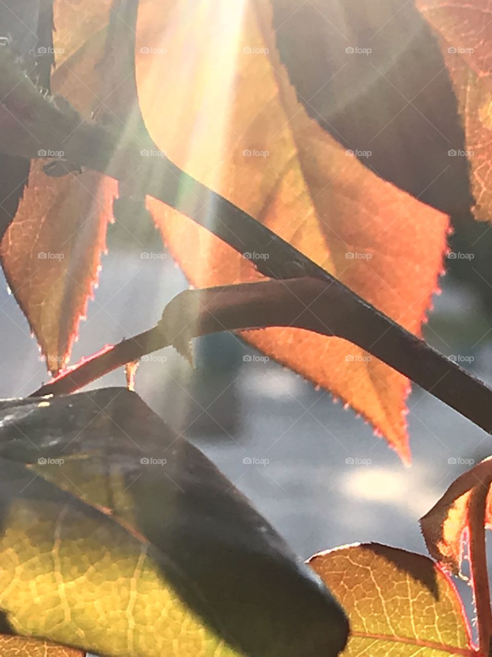 Light on Leaves 