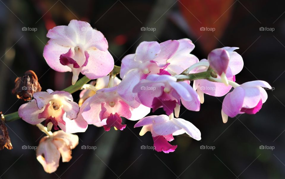 Angels in orchids light and dark purple against a dark background 