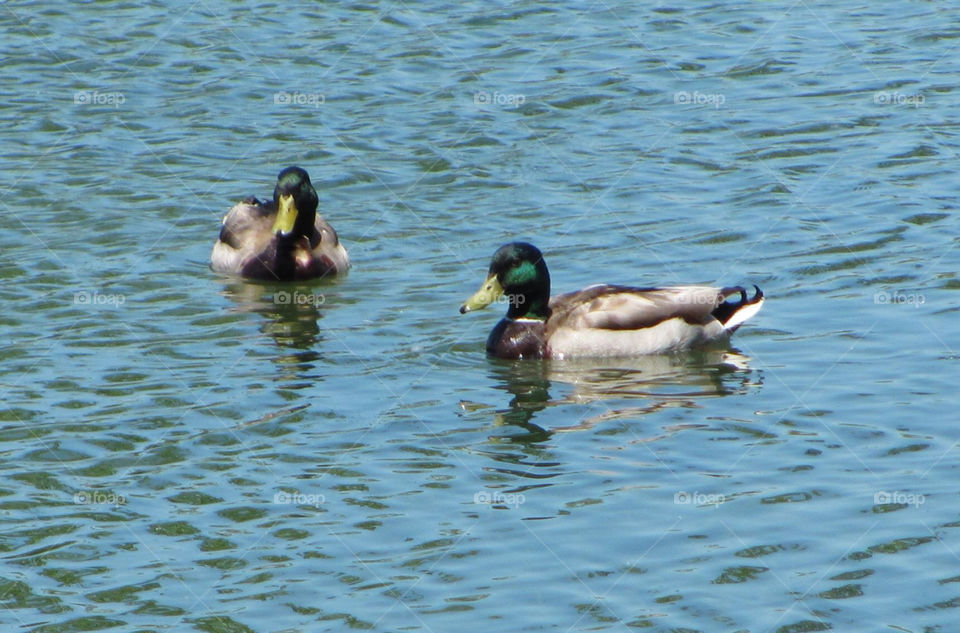 nature water ducks mallard by danelvr032708
