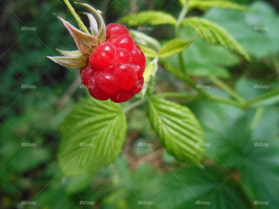 Raspberry growing on plant