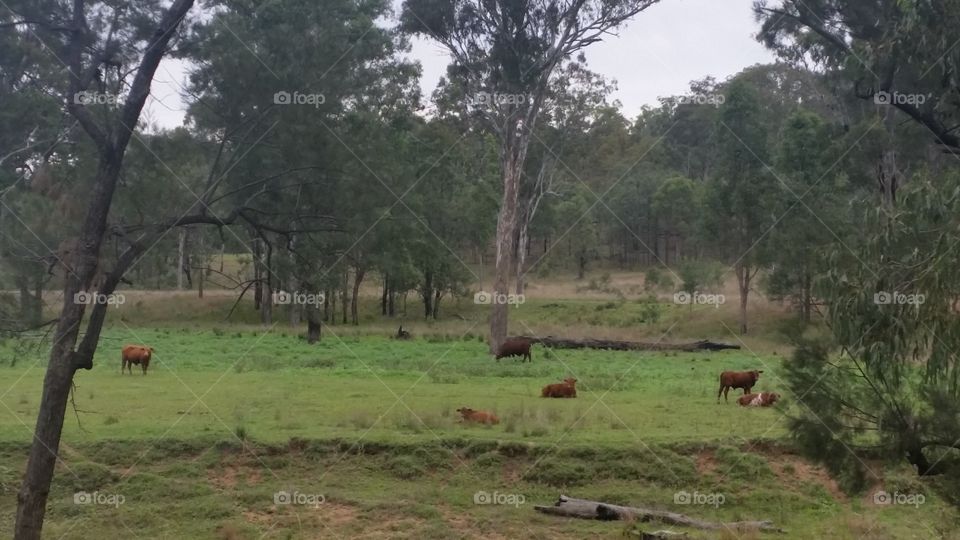 Outback, cattle