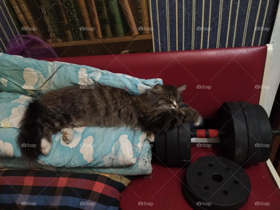 кошка на отдыхе