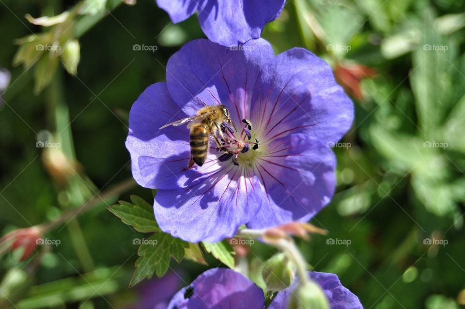 bee in violet flower