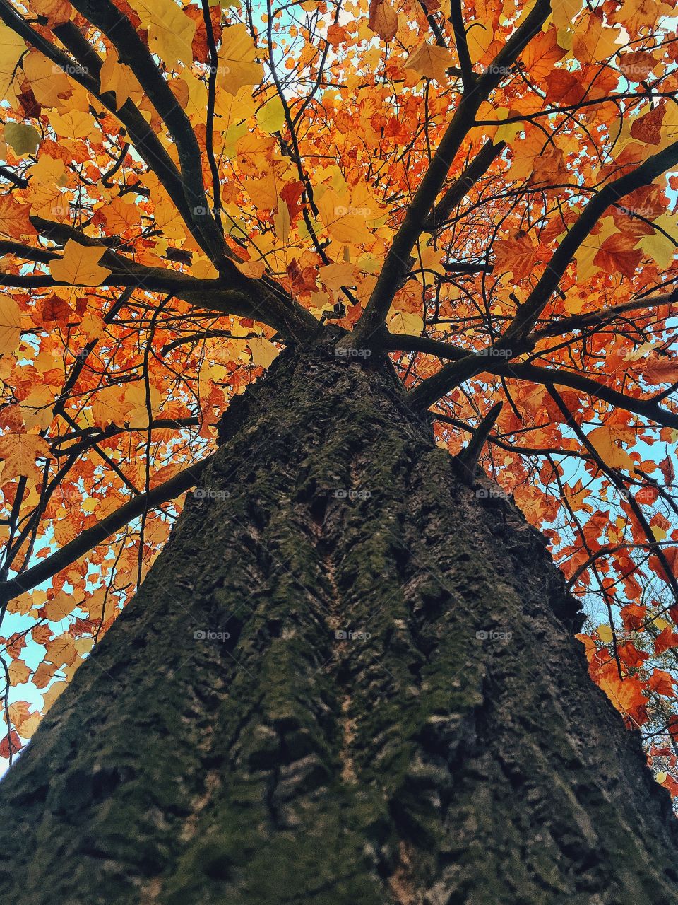 Low angle view of autumn tree