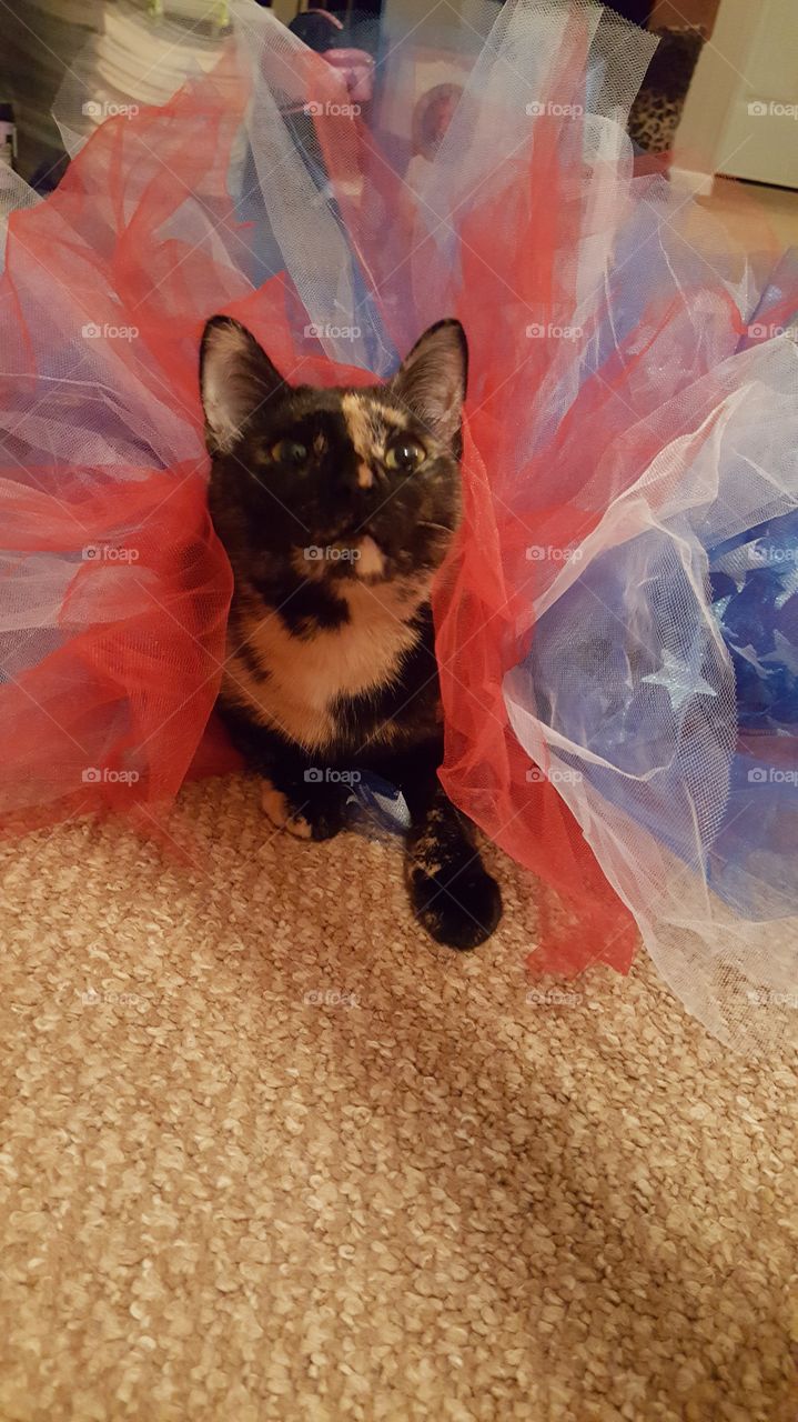 Pixie and her Tutu