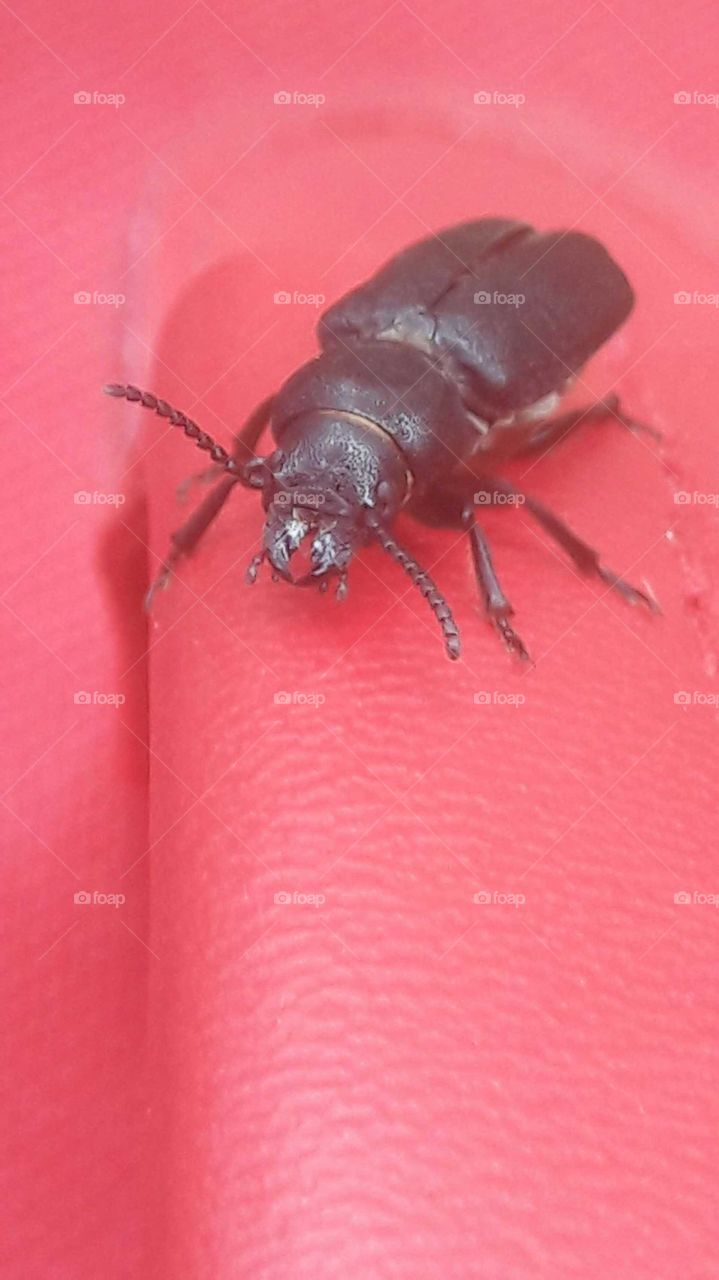 Beetle on a suitcase