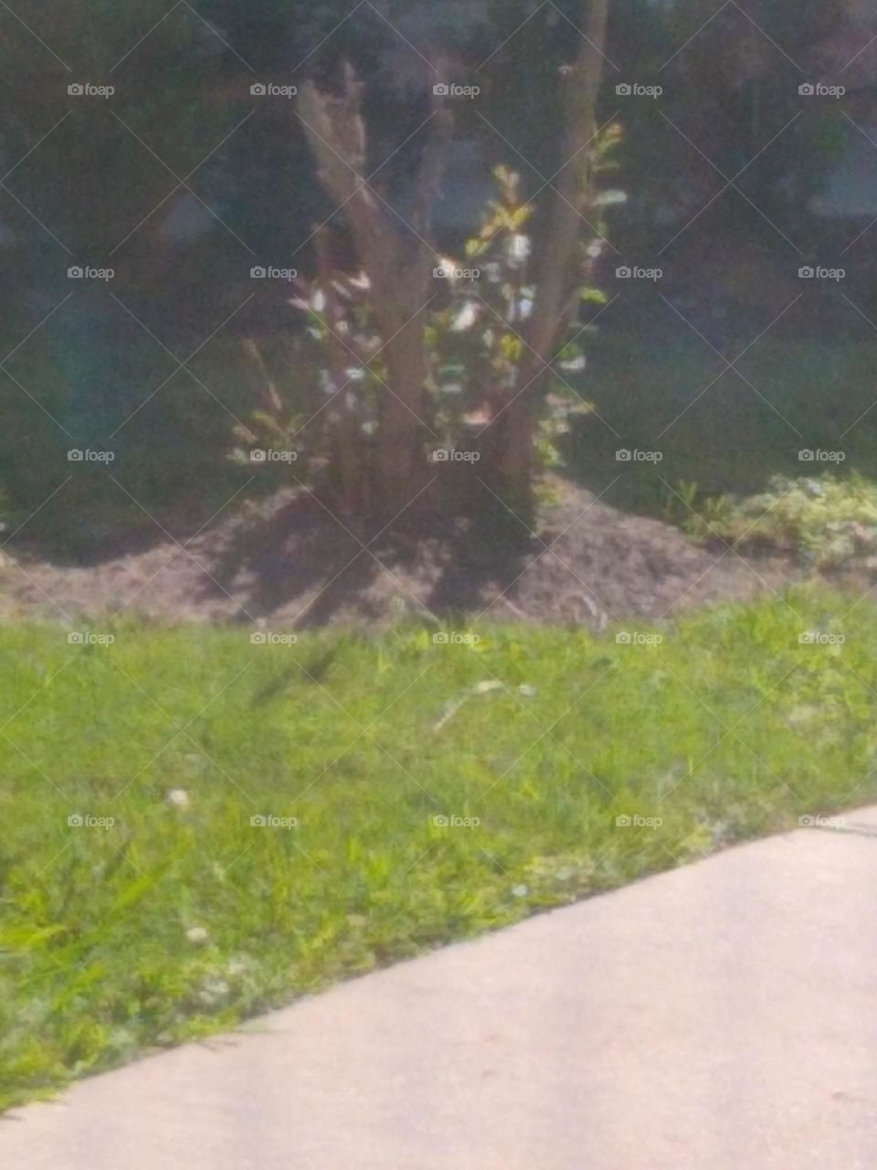 A shot of one of the trees🌳 outside of where I live .