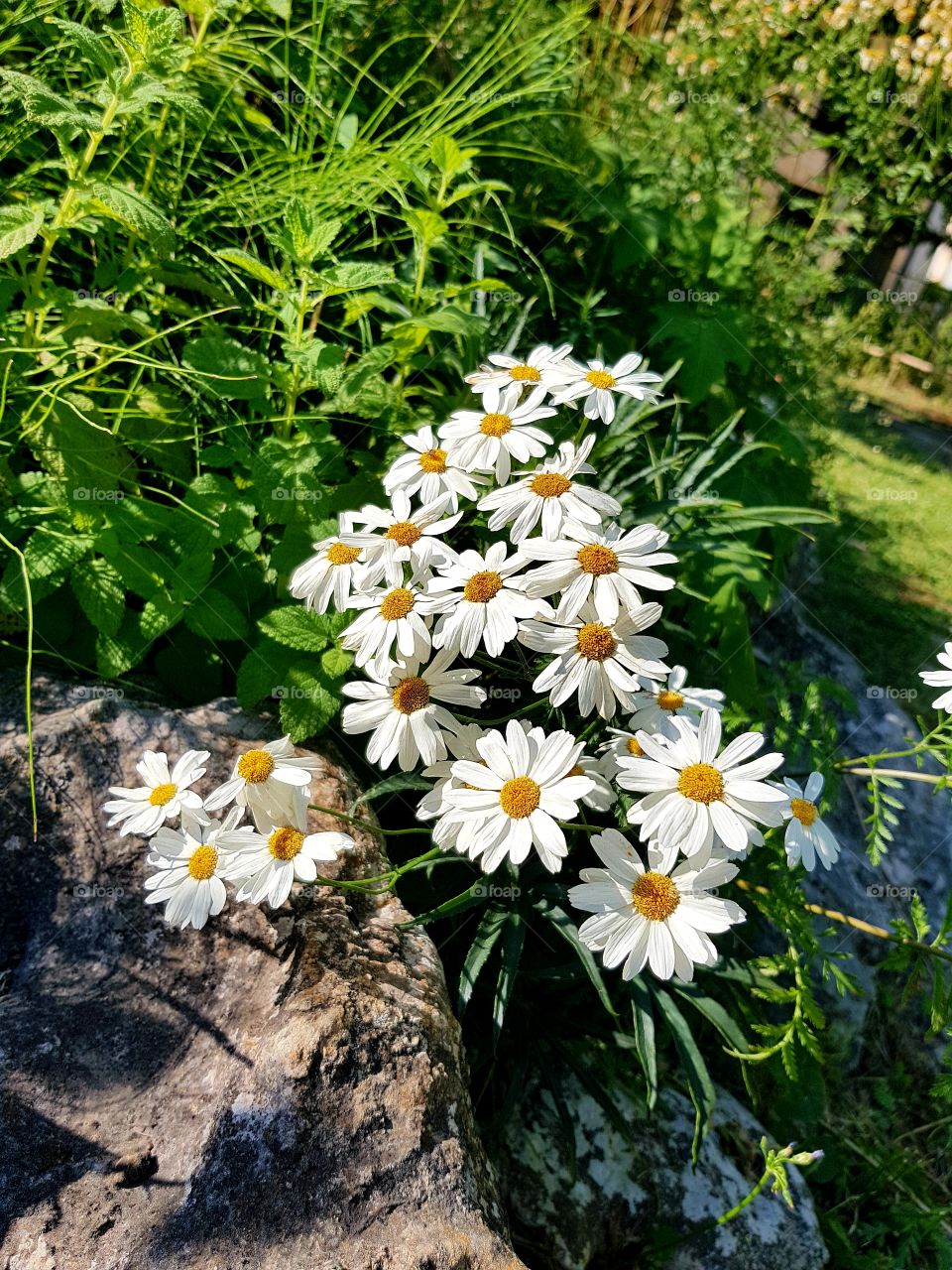 flowers and summer time 🌼🌼🌼🌼🌼🌞🌞🌞🌞🌞