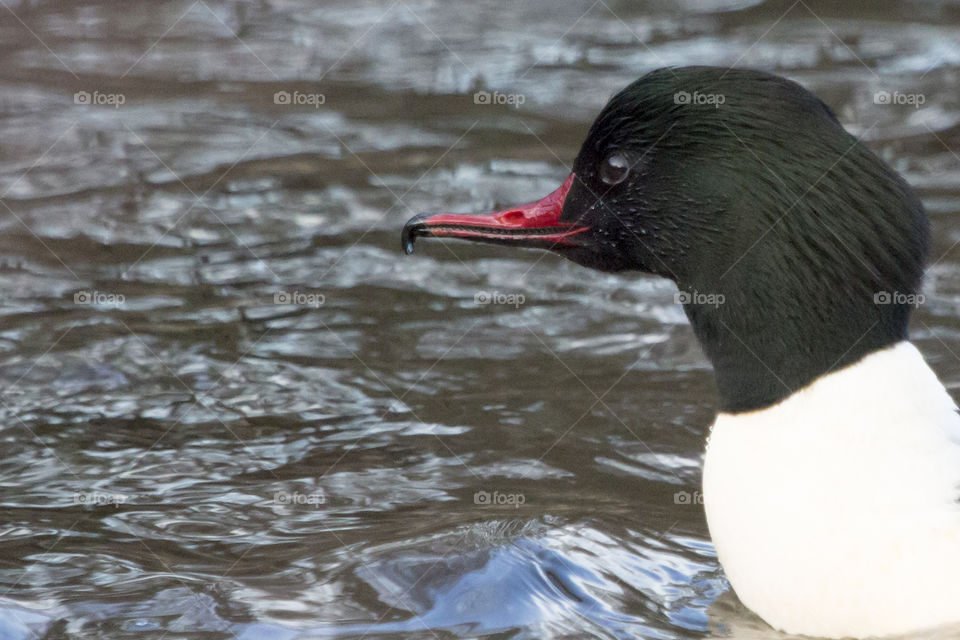 Duck with red beak - goosander - merganser close up