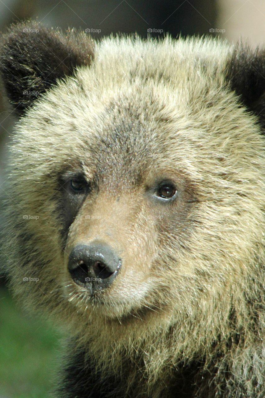 Grizzly Cub Bear 
