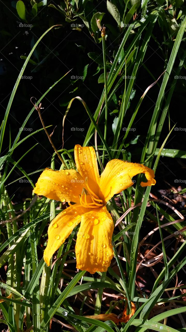 Nature, Flower, No Person, Flora, Leaf