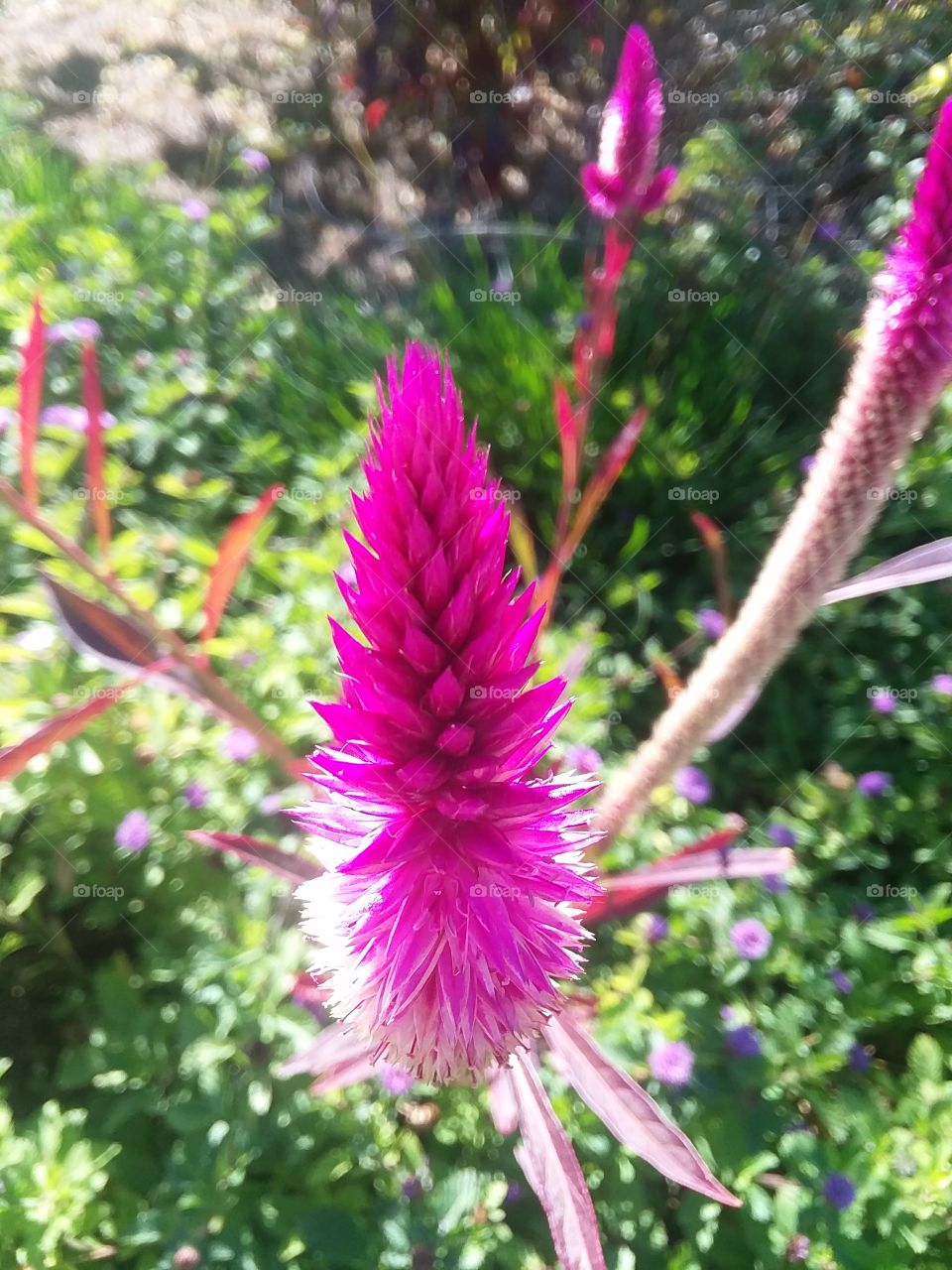 A tall magenta flower, illuminated in the afternoon sun.