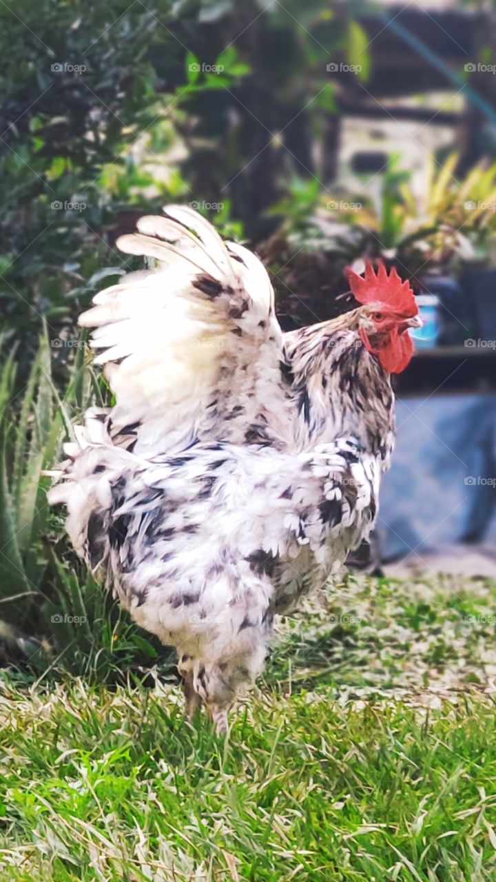 gallo