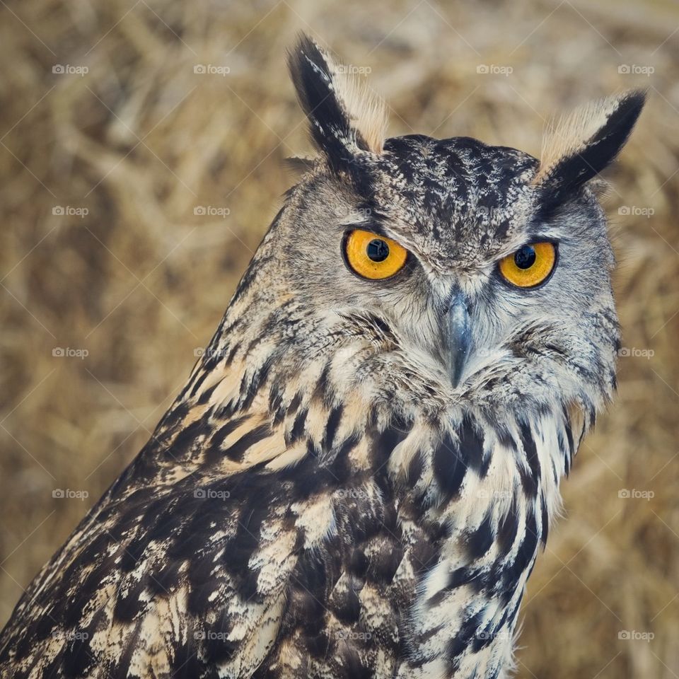 Eurasian Eagle Owl