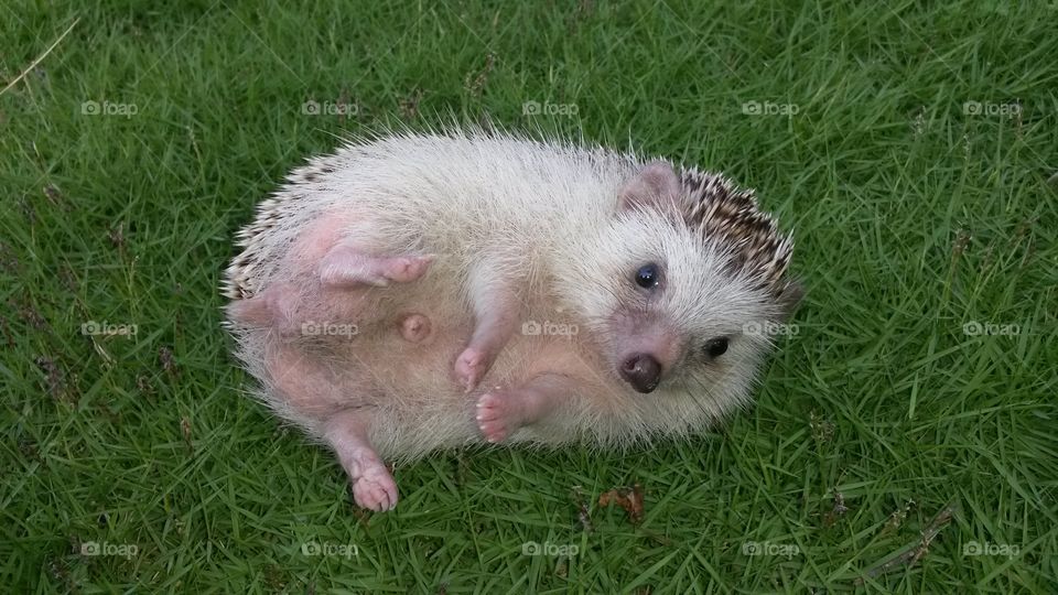 Hedgehog
