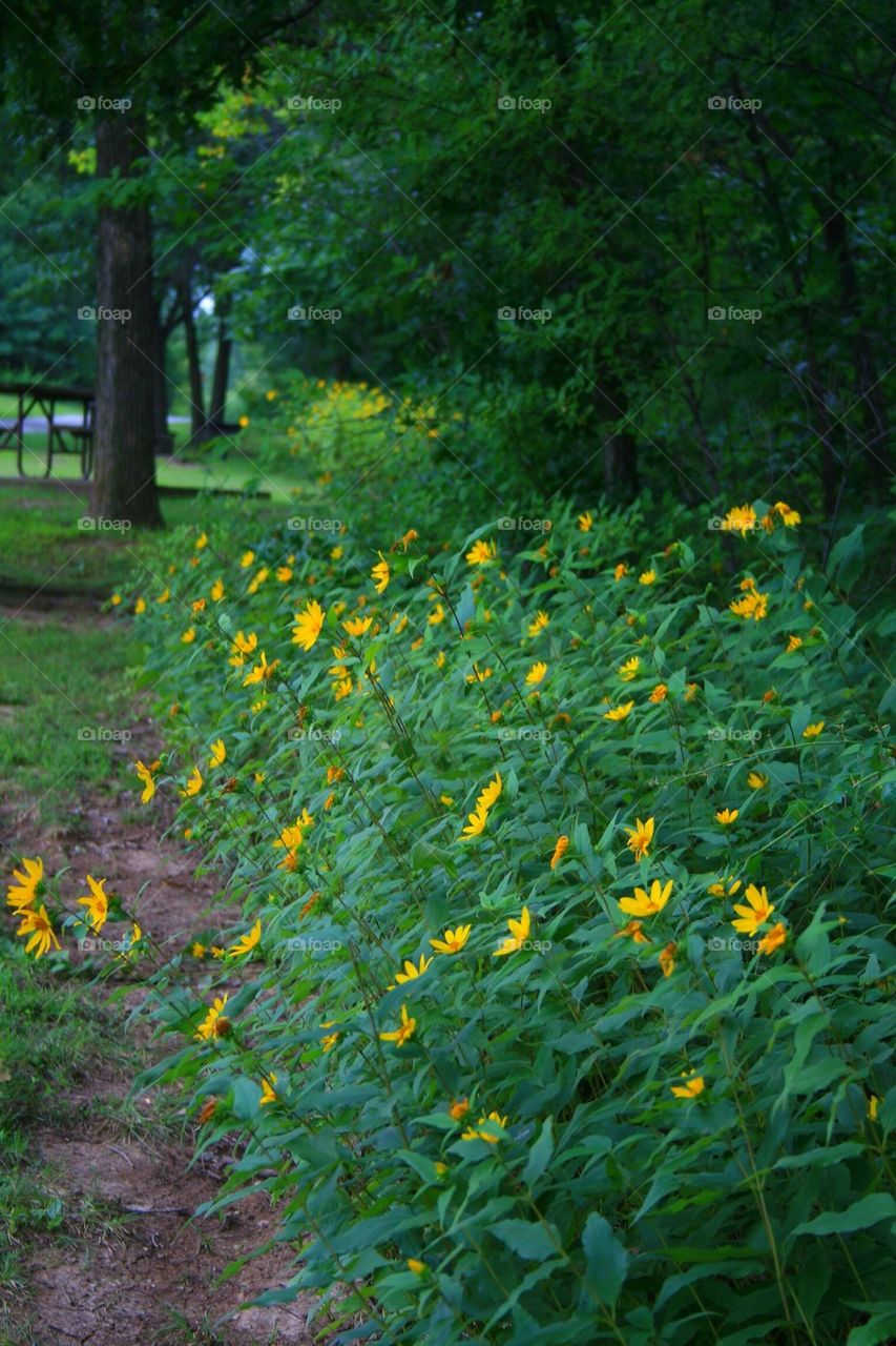 Along the Path