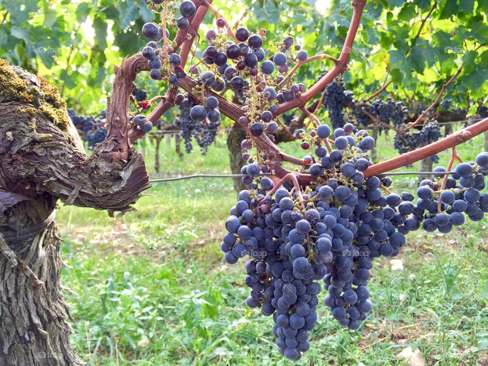 Grape vines in Bordeaux 