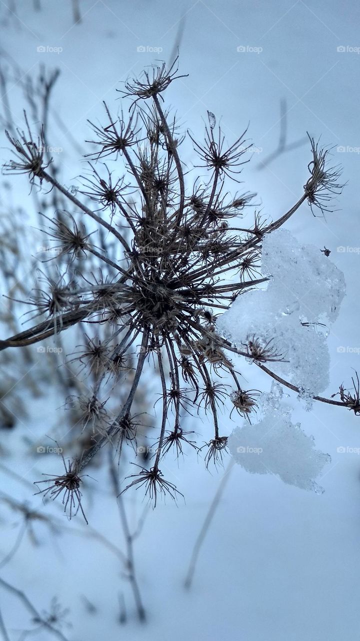 Winter macro
