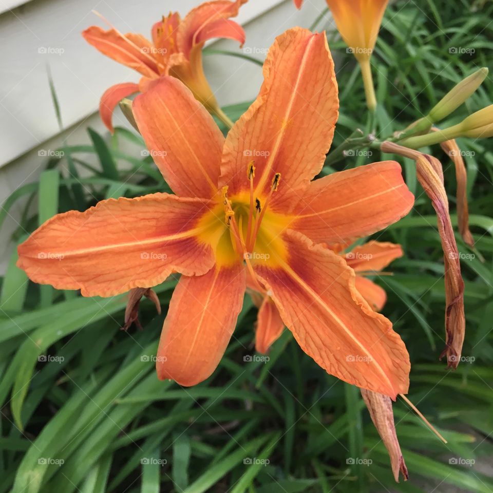 Flower, Nature, Flora, Summer, Lily