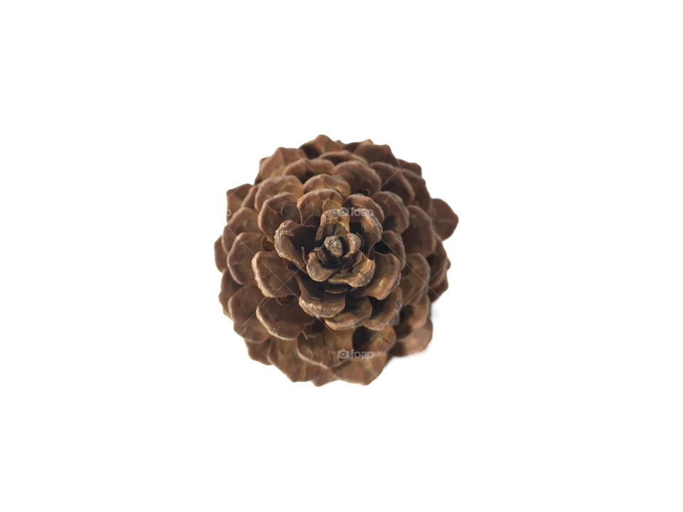 Pine cones isolated background 