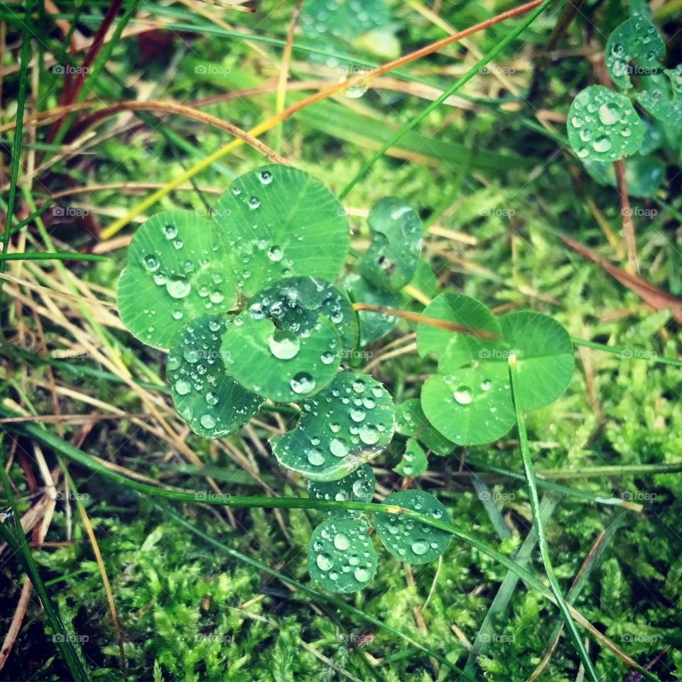 4 leaf clover