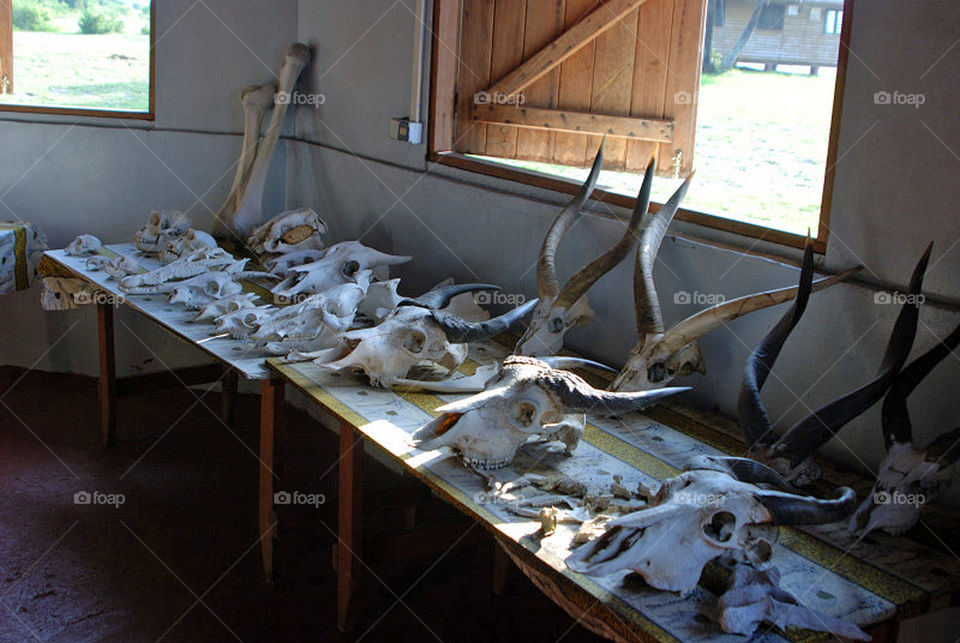 Skulls of endangered jungle animals seized from poachers in Gabon.  