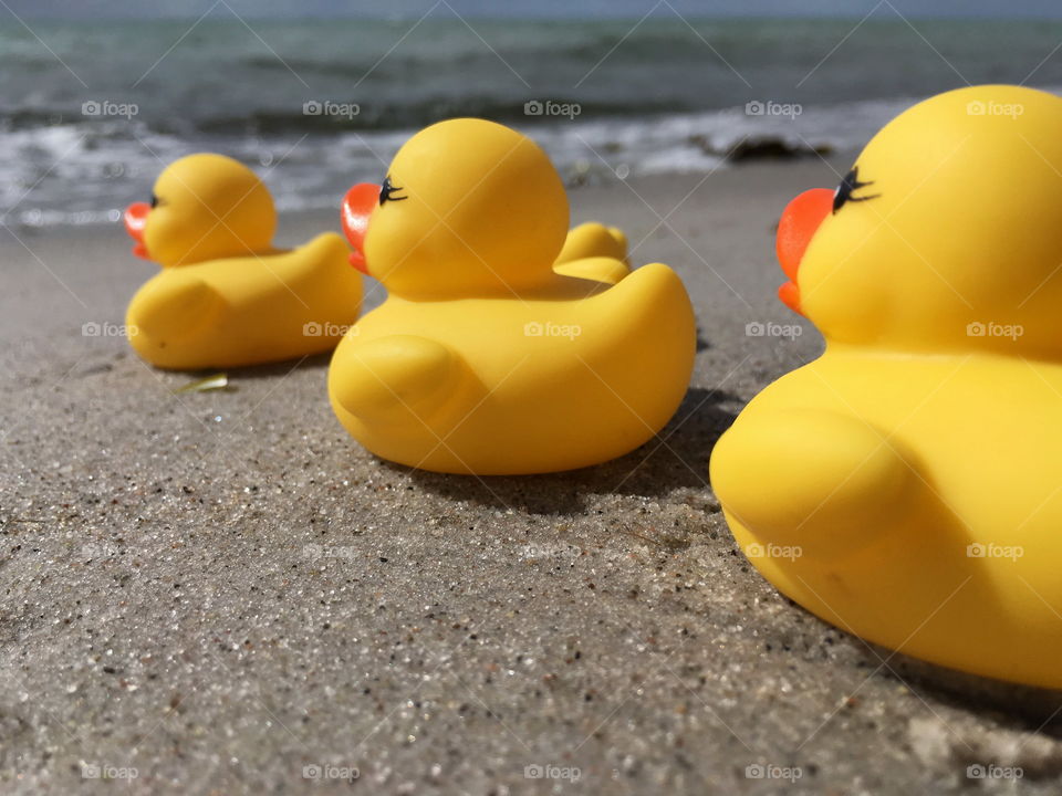 Yellow ducks at the ocean.
