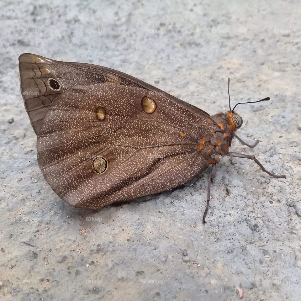 A small butterfly showing all its beauty.  Micro and macro allow you to shoot! / Uma pequena borboleta mostrando toda a sua beleza. O micro e o macro permitem-se fotografar!