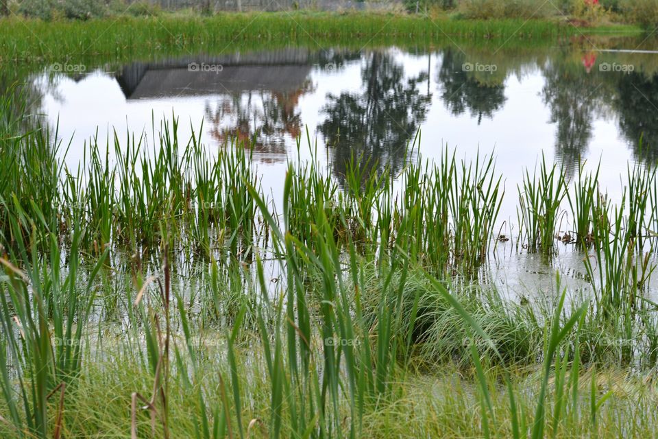 Water, Nature, Grass, No Person, Outdoors