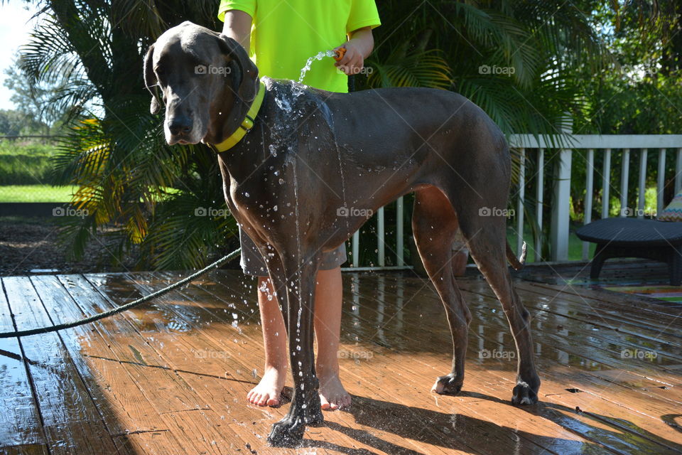 My son washing our  big blue Great Dane. 