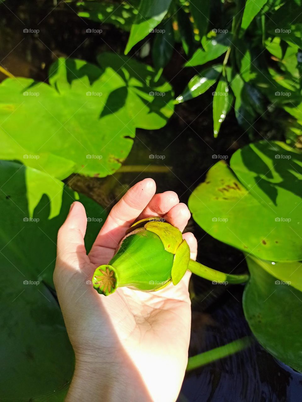 water lilies, aquatic flowers, aquatic plants