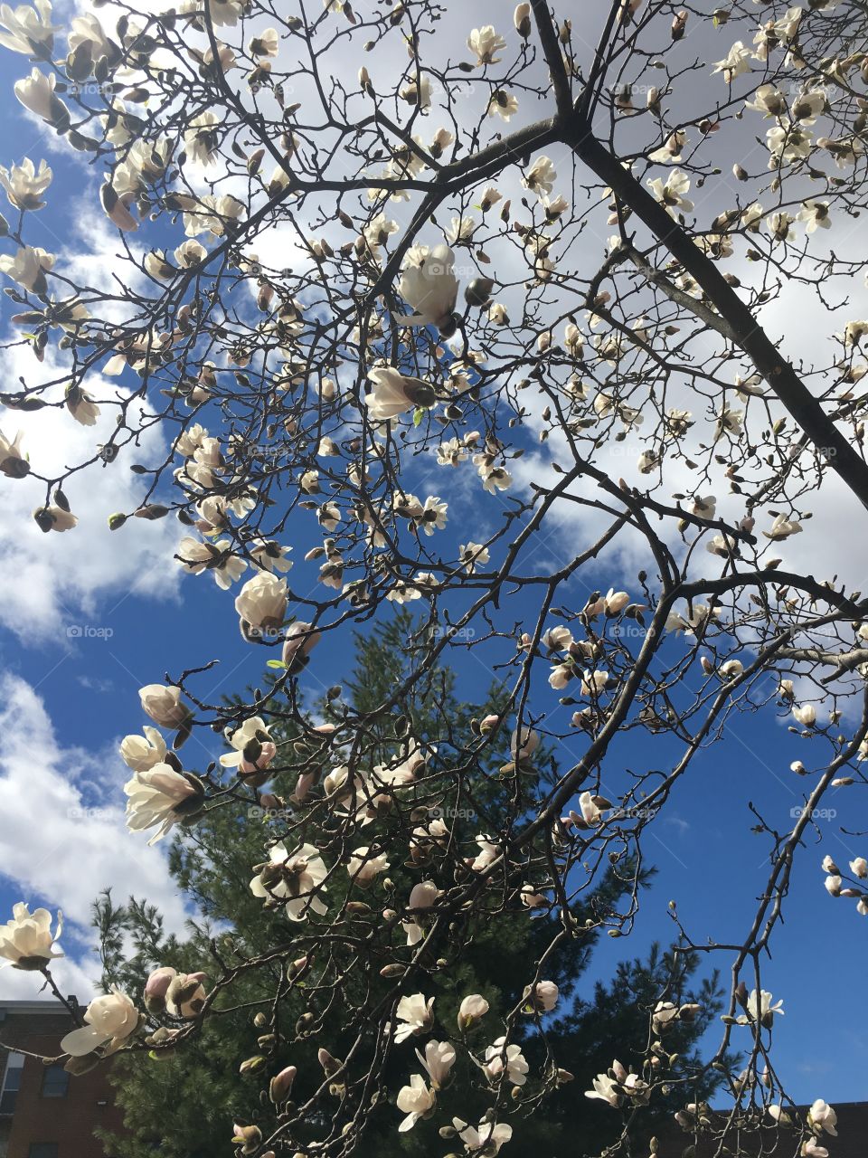 Star Magnolias in April