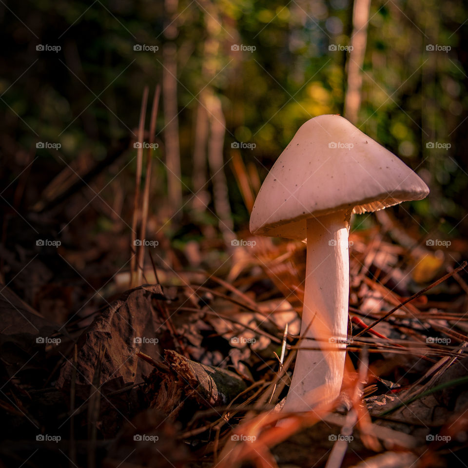 mushroom in the park final edit