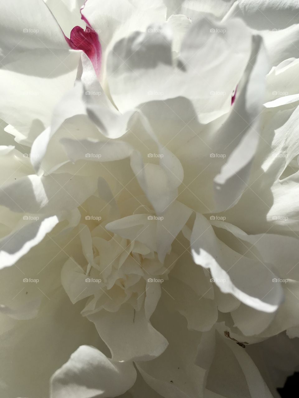 White flower  
